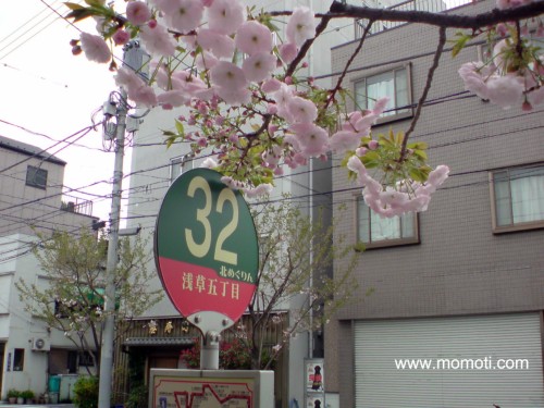 バス停の一葉桜